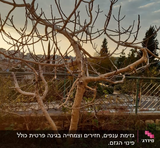 עץ תאנה